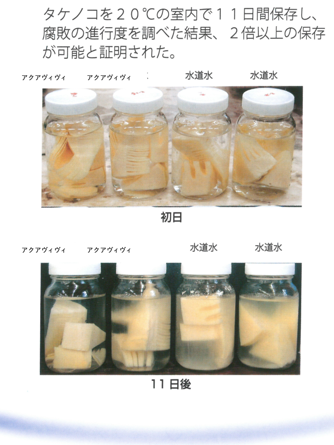 タケノコの鮮度保持実験：初日と11日後の比較。aqua vivi は水道水より傷みが遅い
